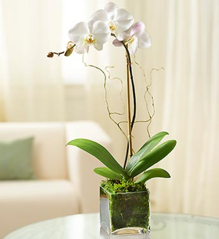 1 Stem White Phalaenopsis Orchid