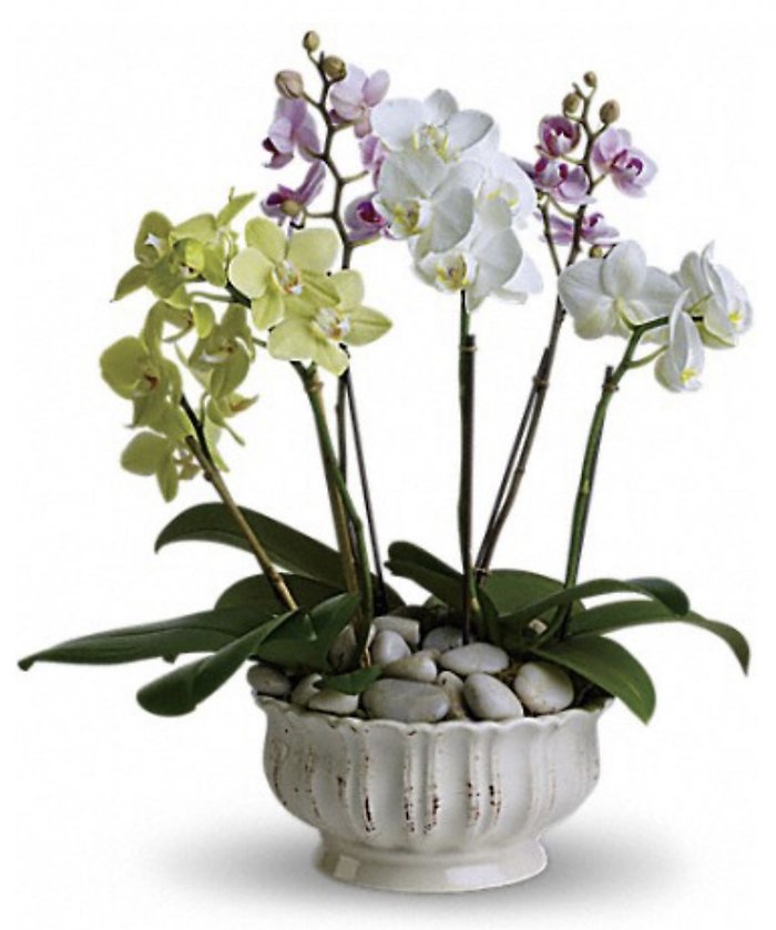 Regal Orchids