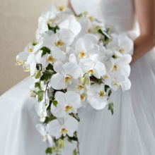 Phalenopsis Orchid Bouquet in Pure White