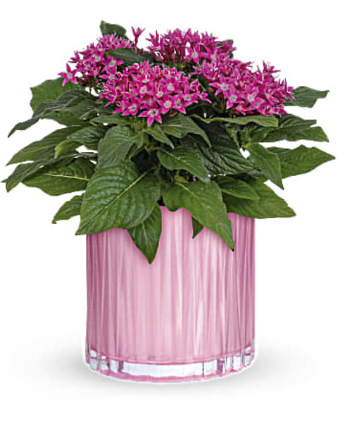 A Plant For Mom