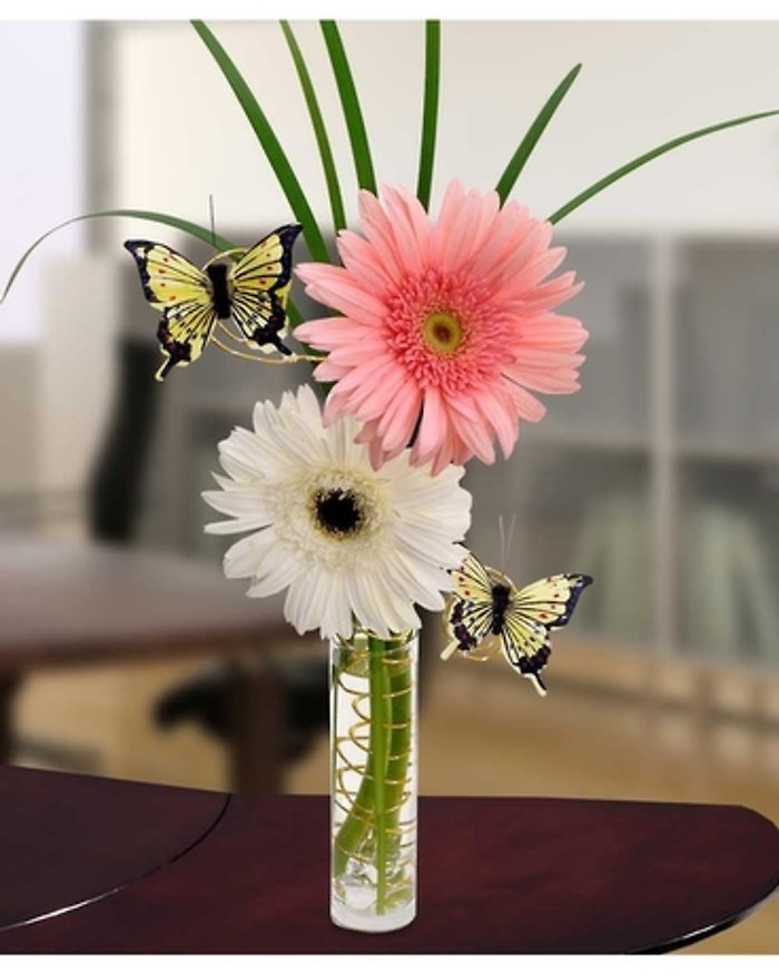 Gerbera Daisy Delight