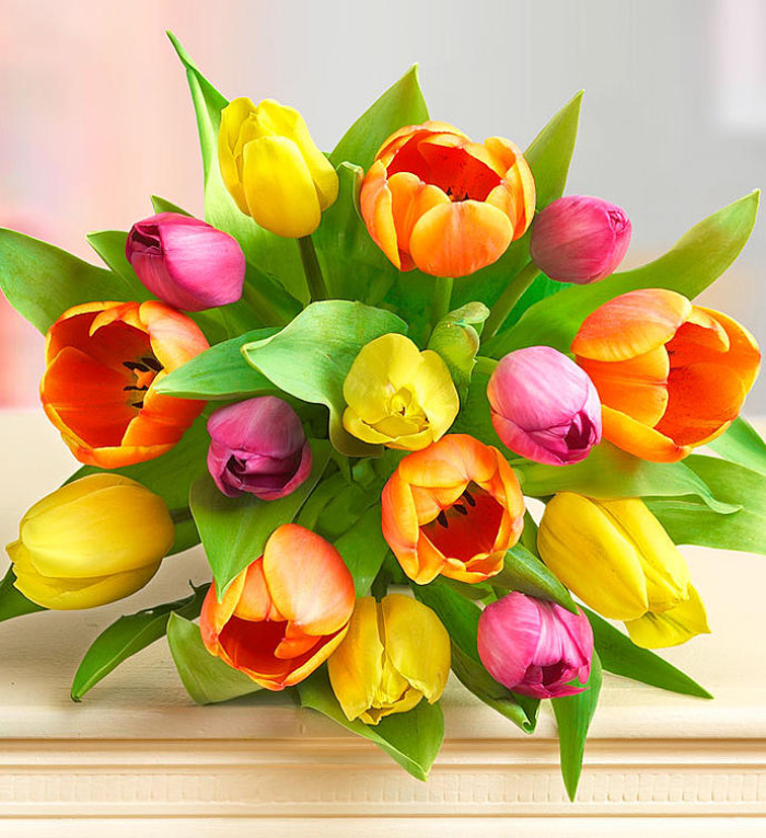 Assorted Tulips