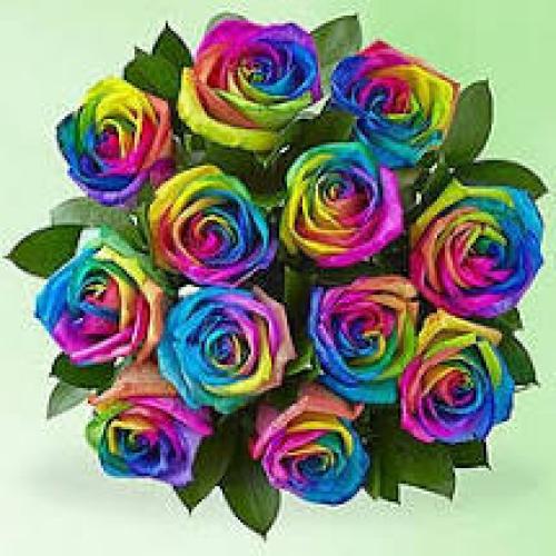Dozen Rainbow Roses