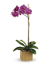 Imperial Purple Orchid