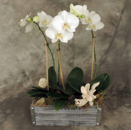 Rustic Orchids