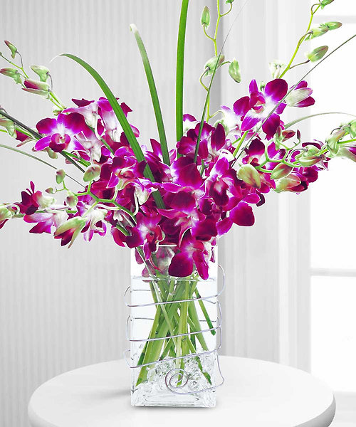 Colorful Dendrobium Orchids