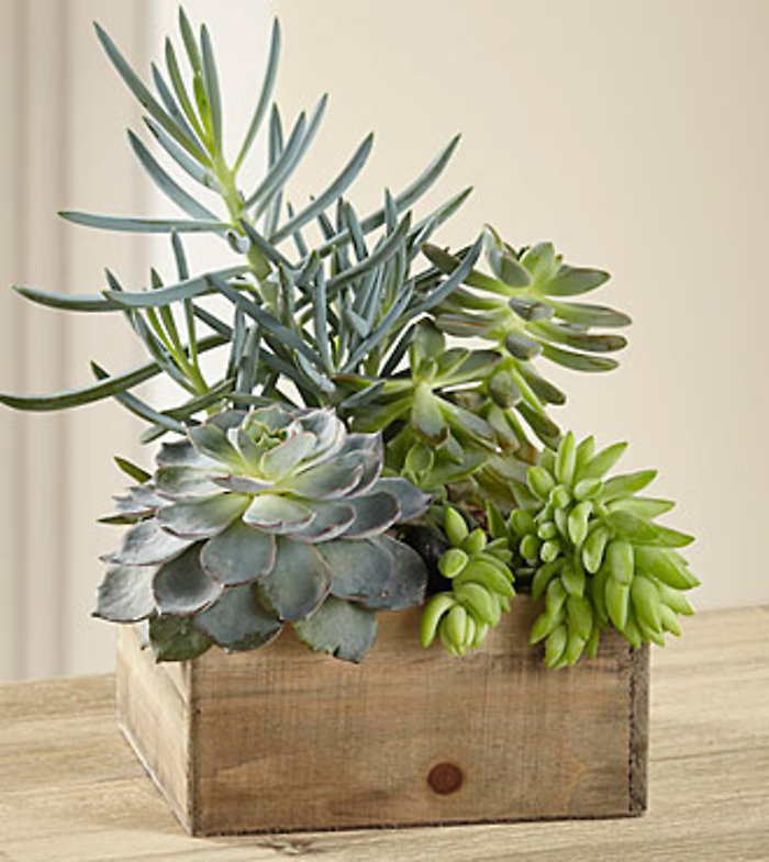 Stylish Succulents