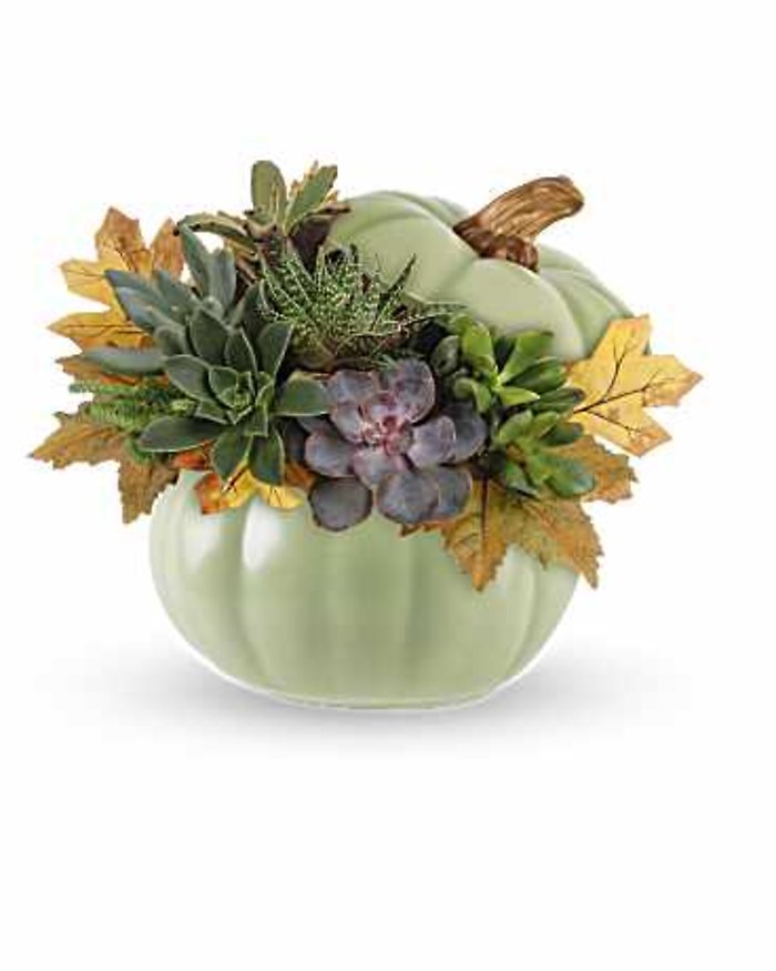 Pumpkin Of Succulents