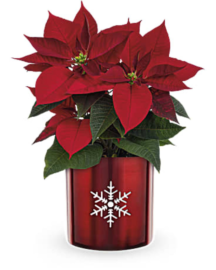 Glistening Poinsetta
