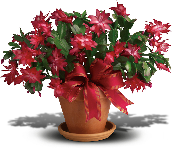 Merry Christmas Cactus