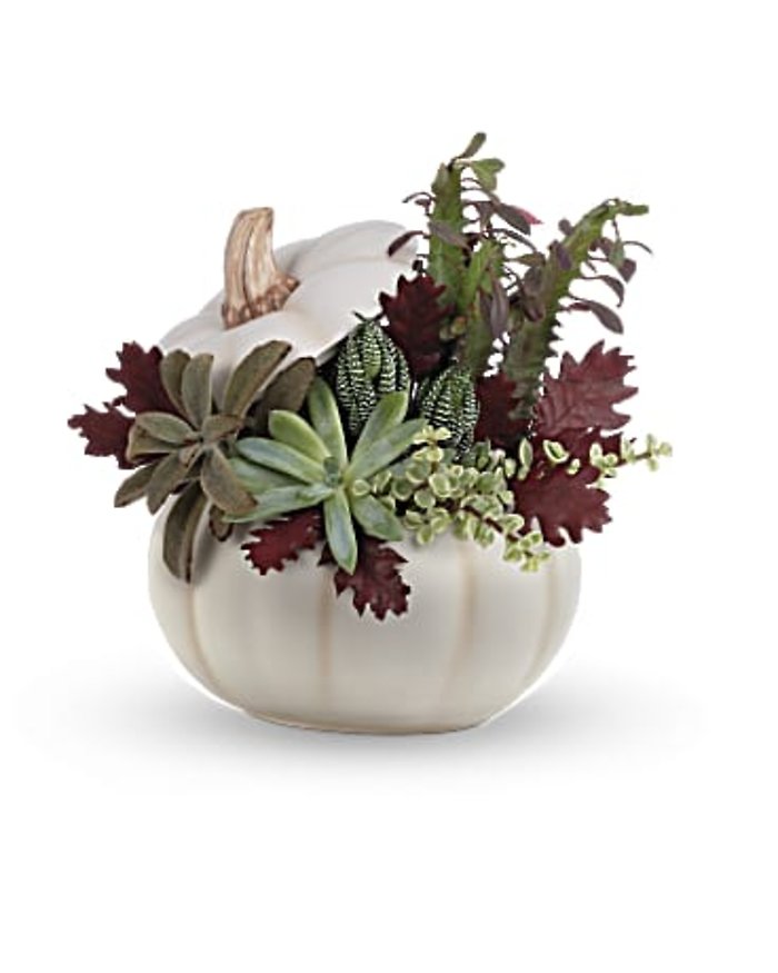 Enchanted Succulents