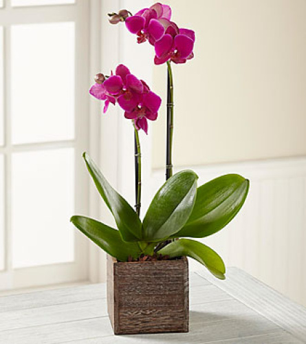 Fuchsia Orchid In Wooden Planter
