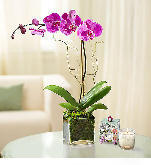 Purple Orchid Plant